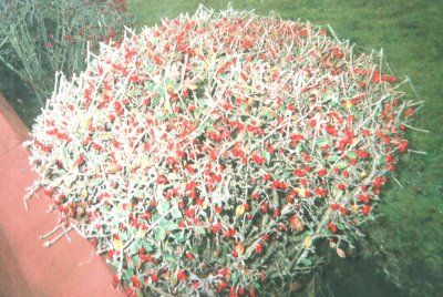 Frosted webs on a bush with red berries - December 2006